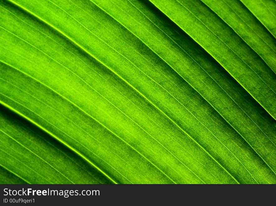 Close-up of green leaf. Abstract background. Close-up of green leaf. Abstract background.