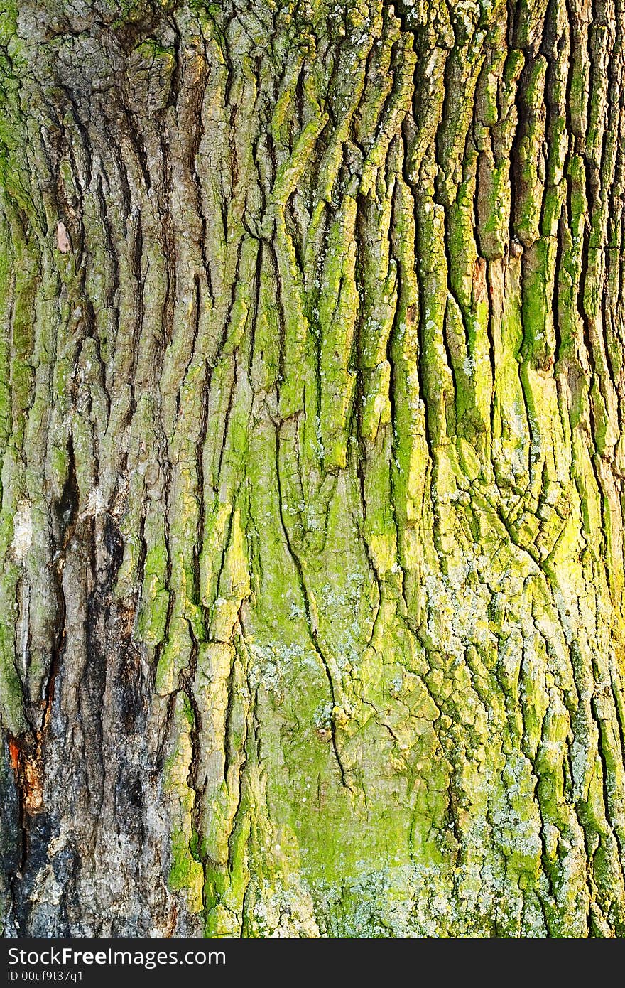 Tree bark. Close up shot.