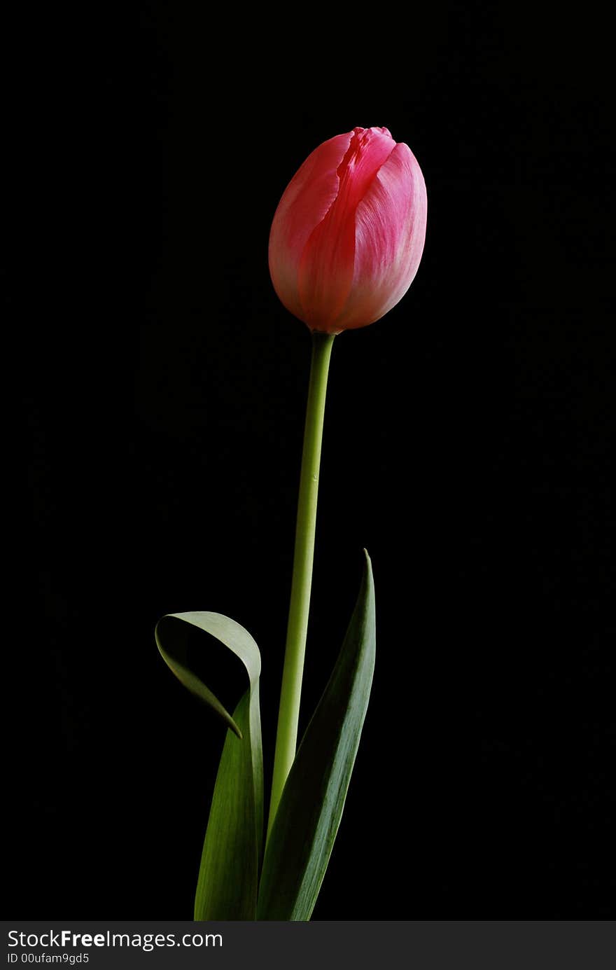 Pink Tulip on black background