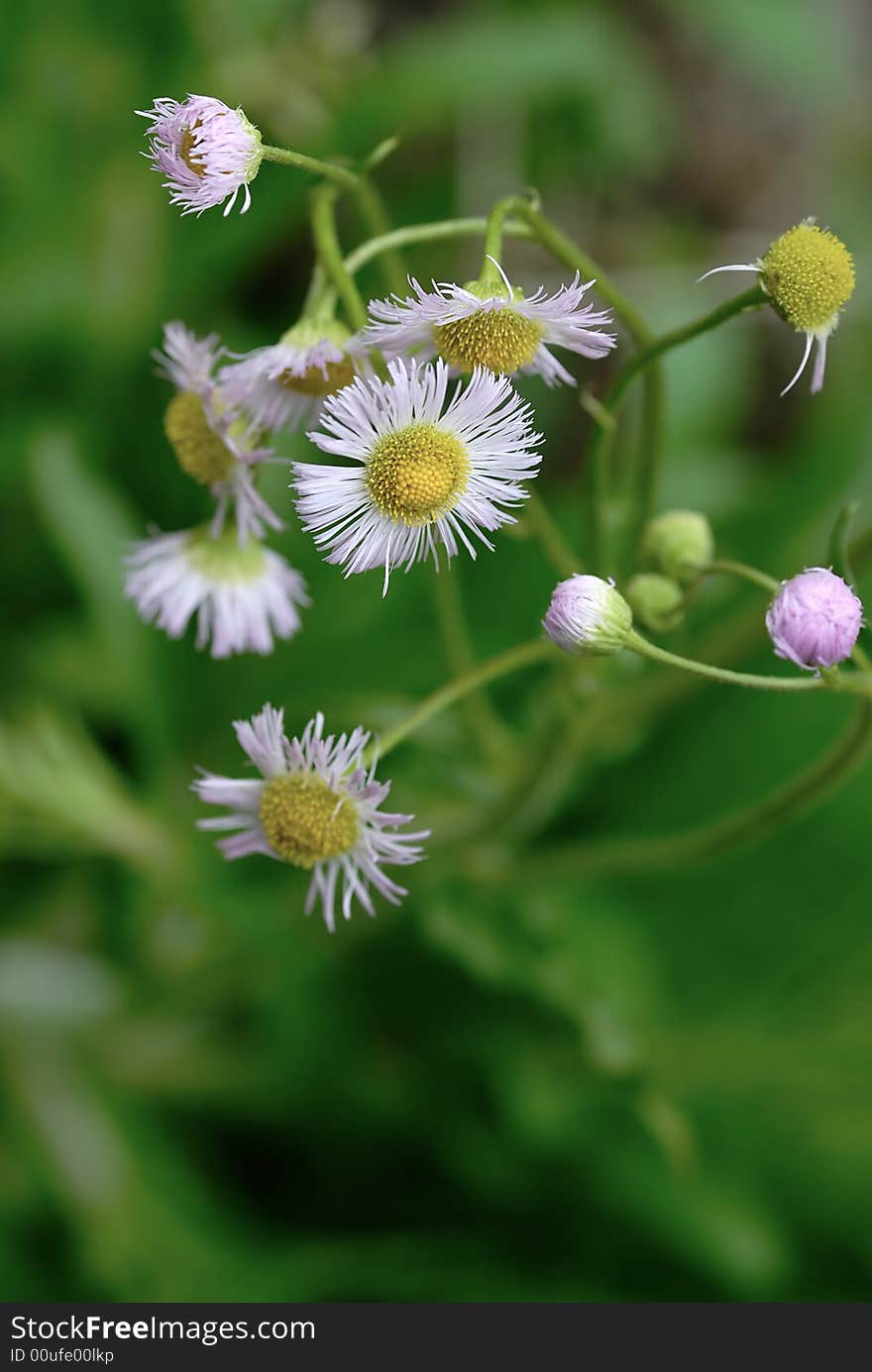 Spring flower