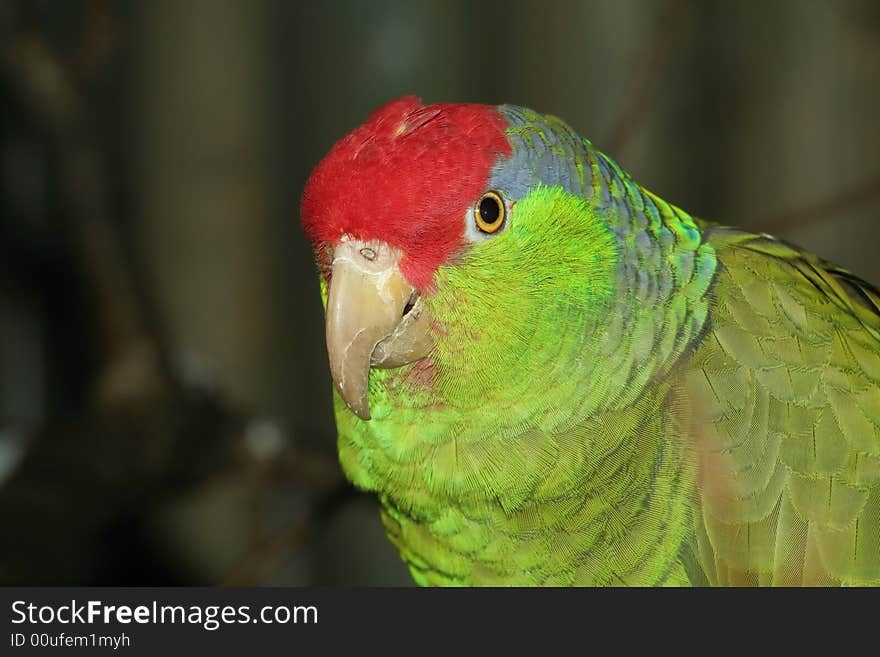 Portrait of colorful parrot on dark background. Portrait of colorful parrot on dark background