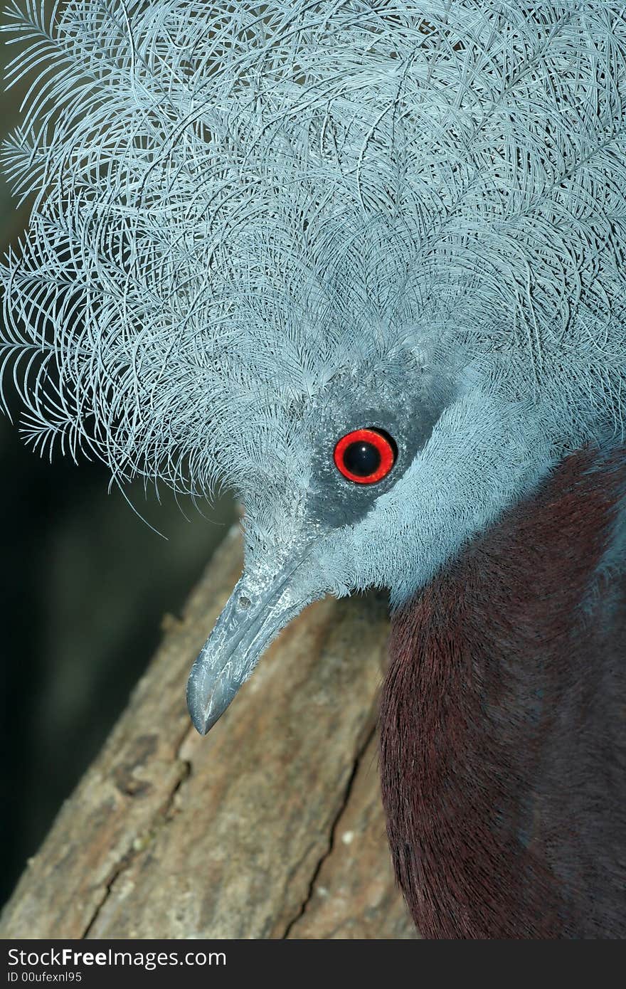 Portrait of crowned pigeon