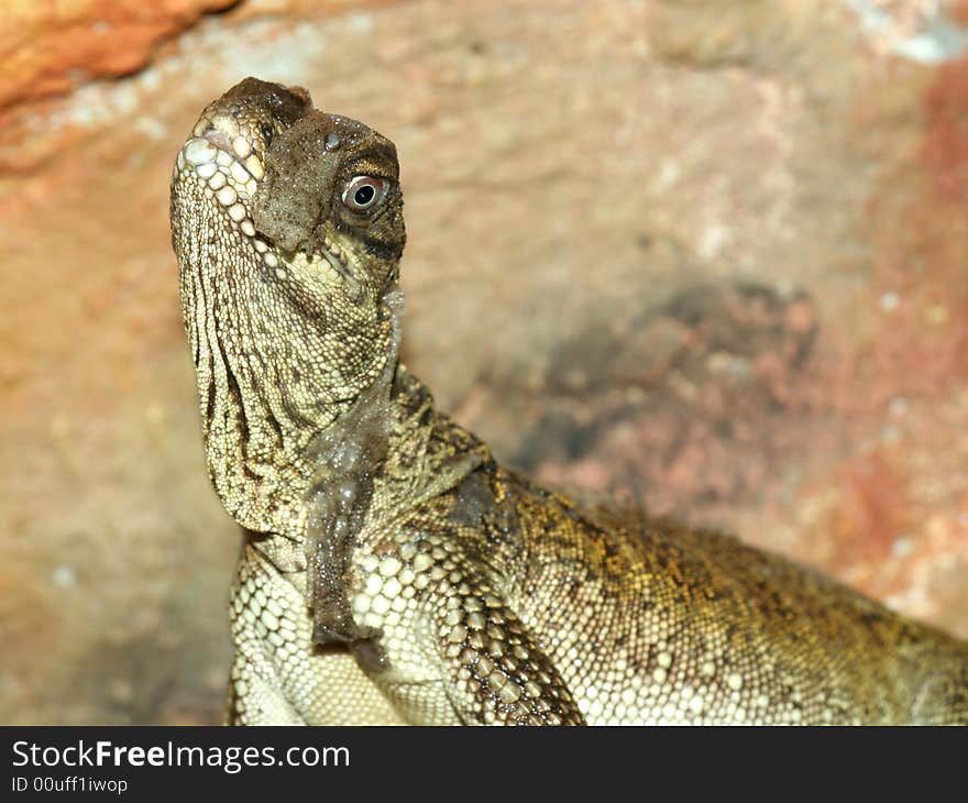 Portrait of lizard