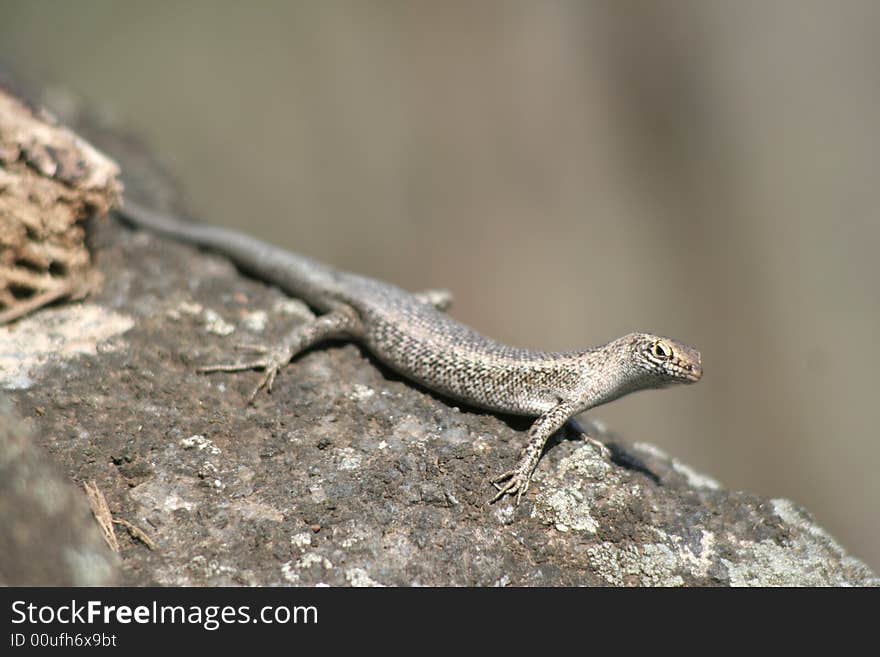 Mabuia Lizard