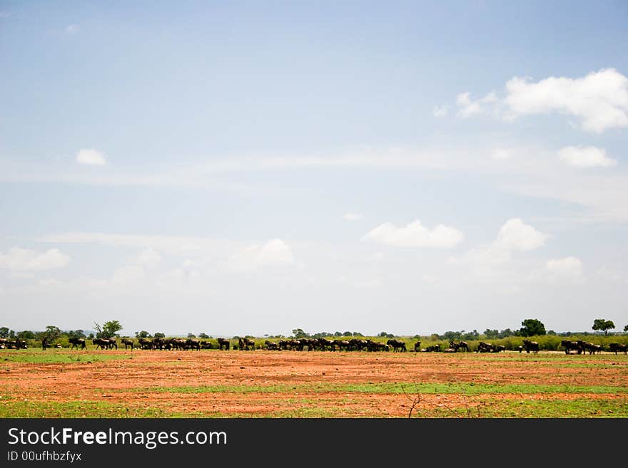 A beautiful landscape of the masai mara reserve in the early morning