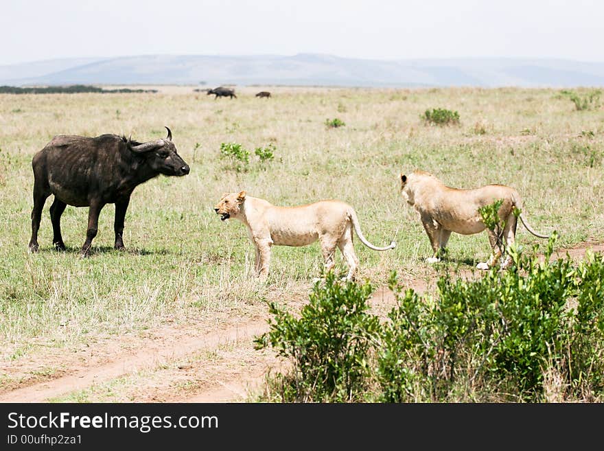 Lions at attack