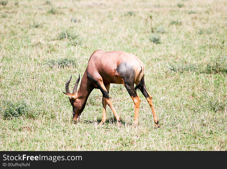 Antelope Grazing