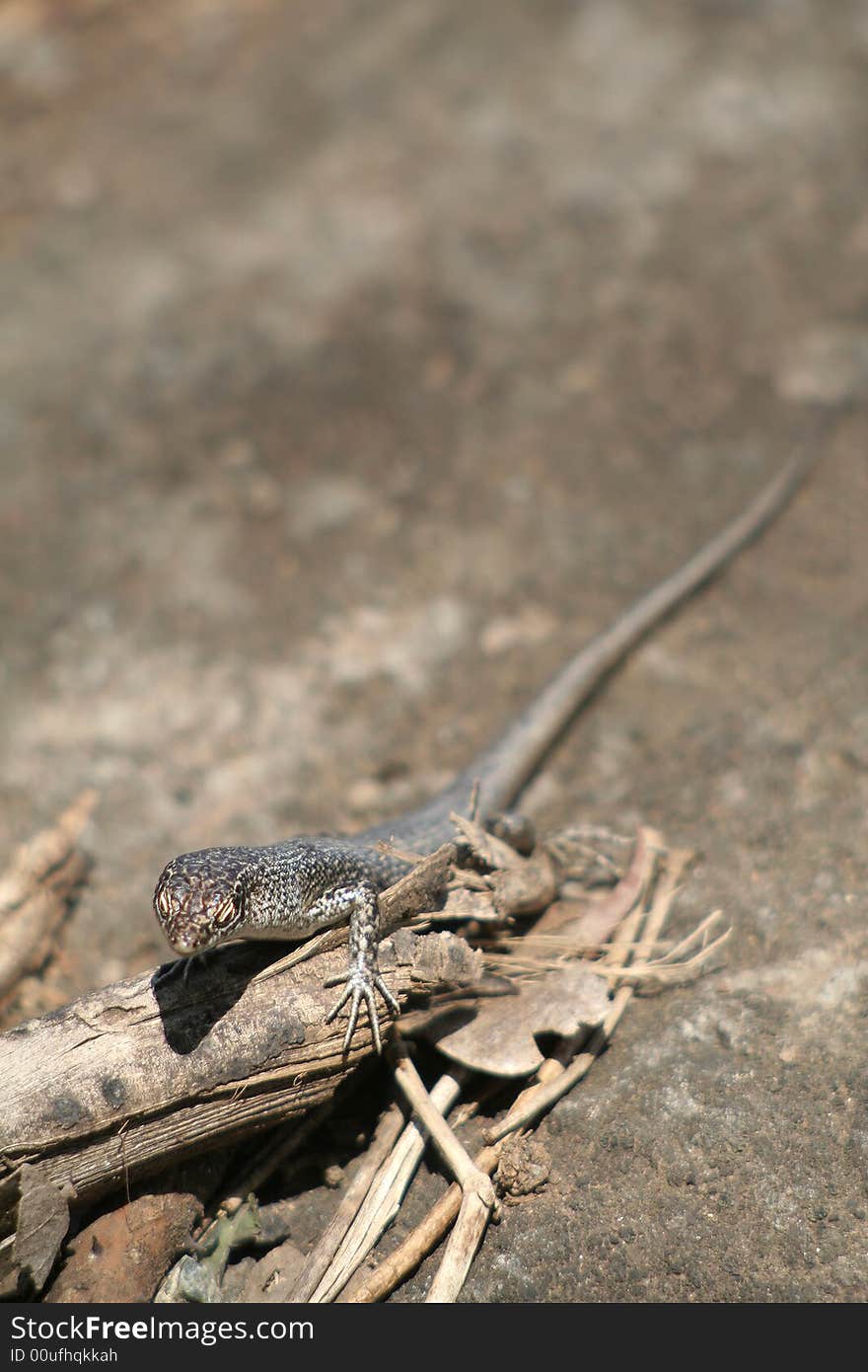 Mabuia Lizard