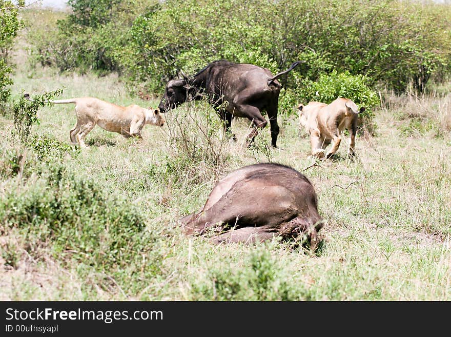 Lions at attack