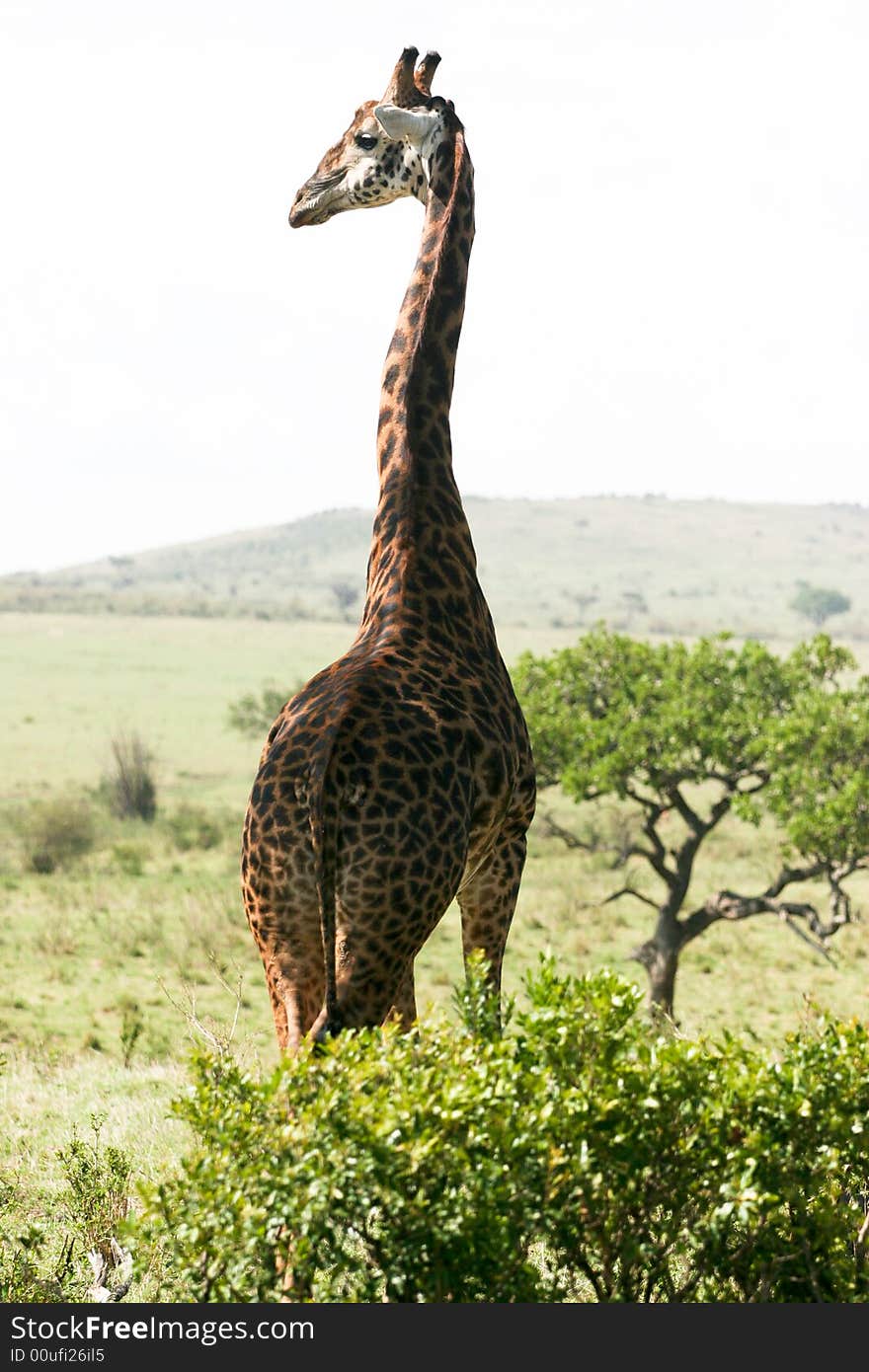 A giraffe looking around her in the masai mara reserve