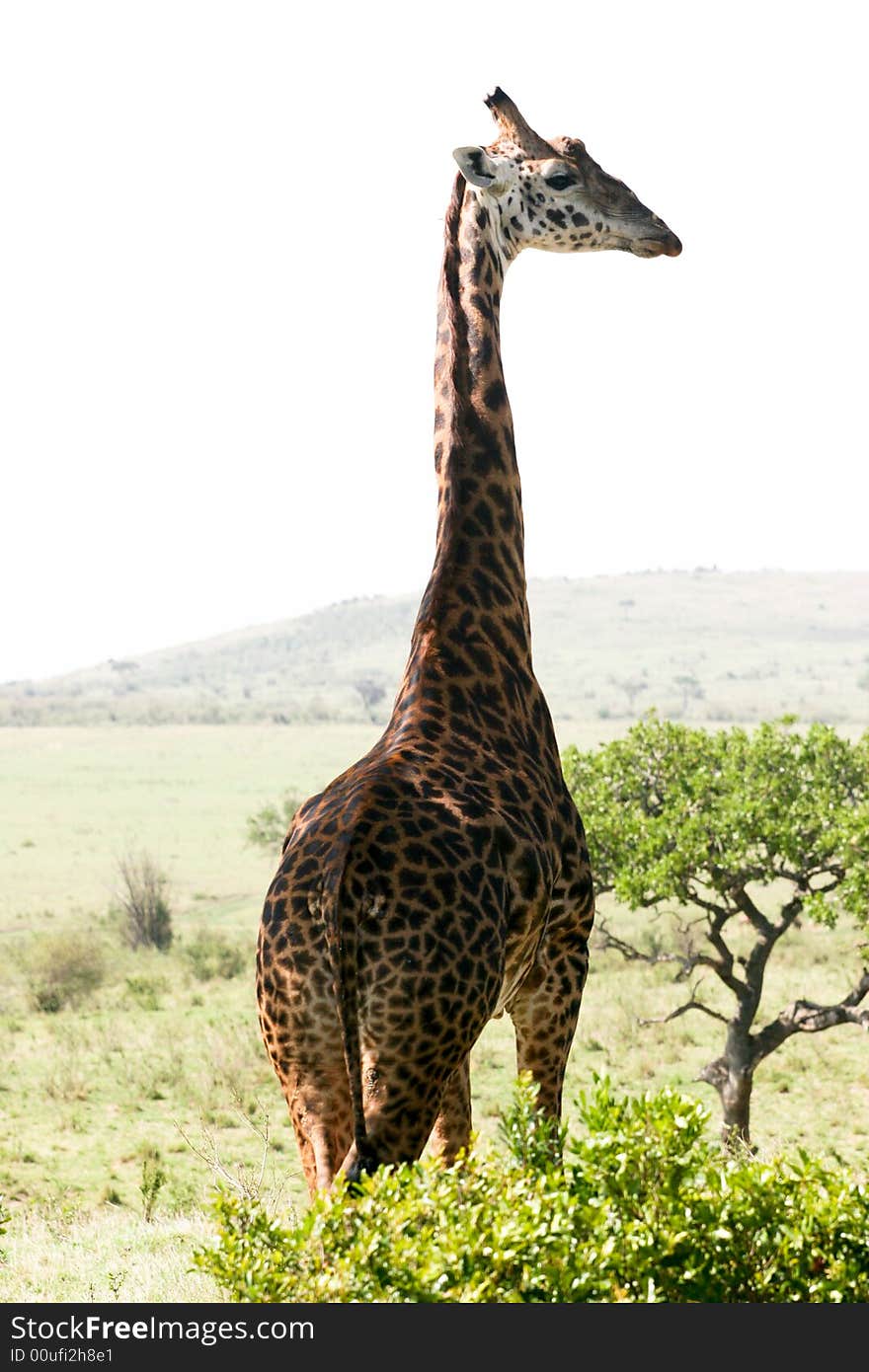 A giraffe looking around her in the masai mara reserve