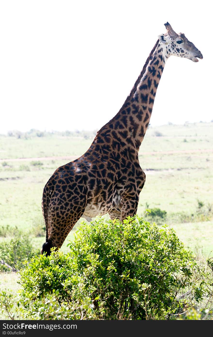 A giraffe looking around her in the masai mara reserve