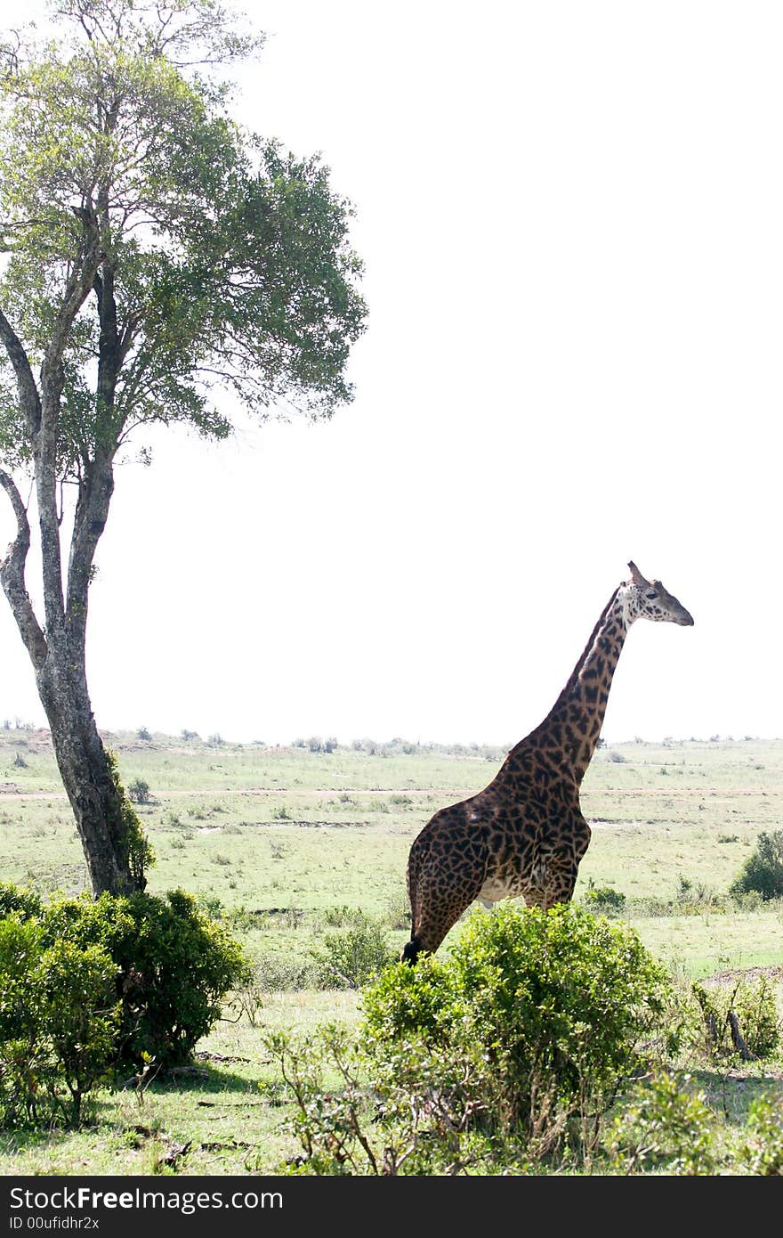 A giraffe looking around her in the masai mara reserve