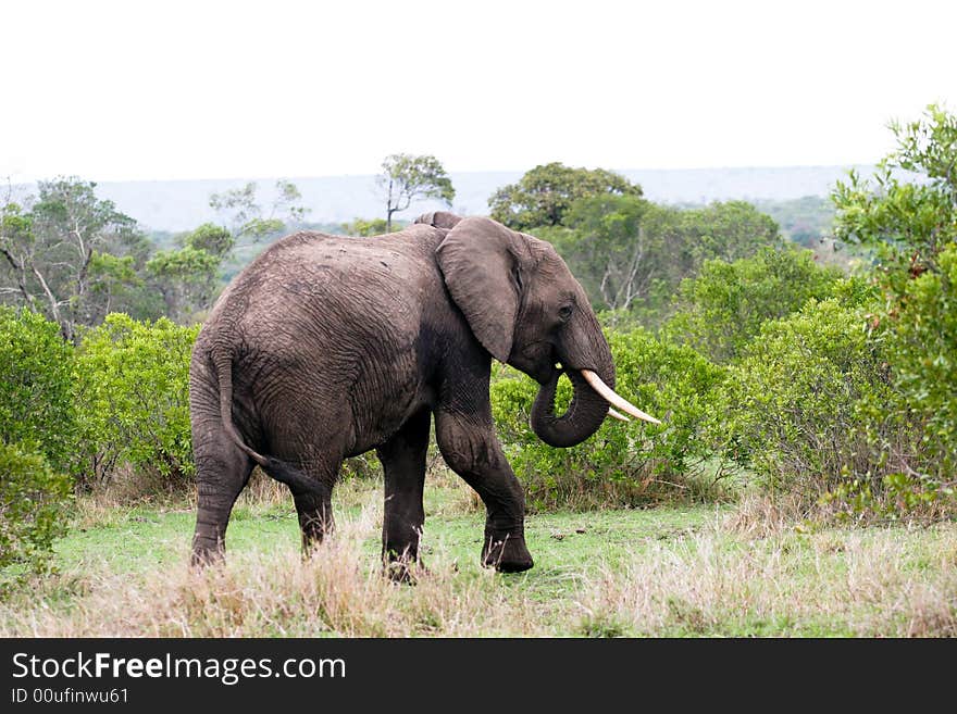 Elephant in the bush