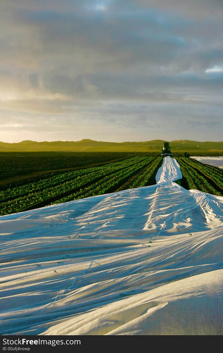 A farmer covering his crops with a sheet. A farmer covering his crops with a sheet