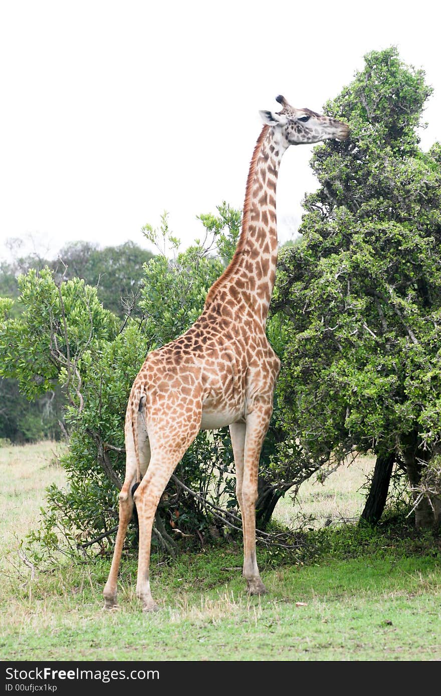 A giraffe eating leaves in the masai mara reserve