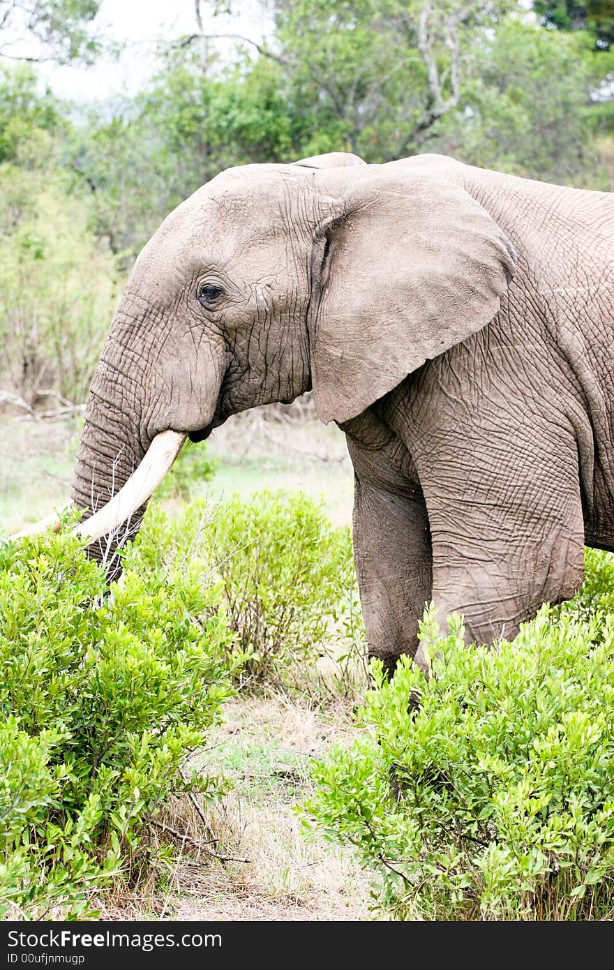 An elephant eating leaves in the bush of the masai mara reserve. An elephant eating leaves in the bush of the masai mara reserve