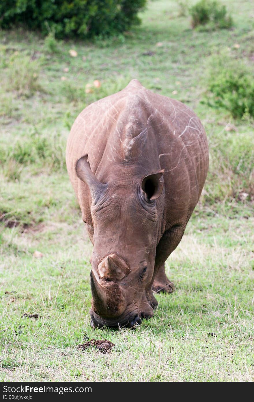 Rhino portrait