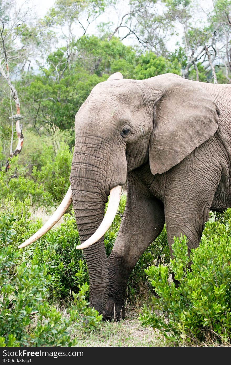 Elephant portrait