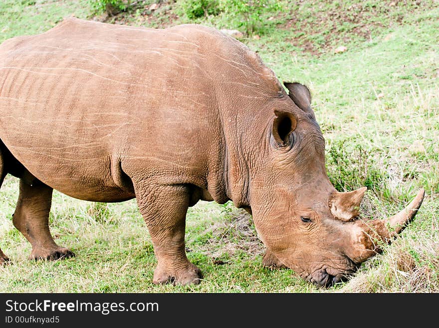 Rhino portrait