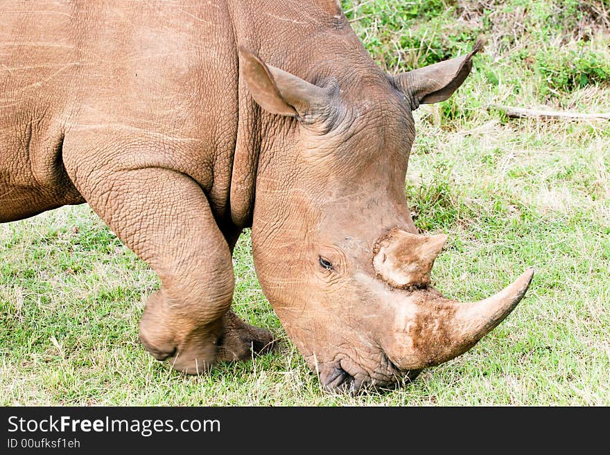 Rhino portrait