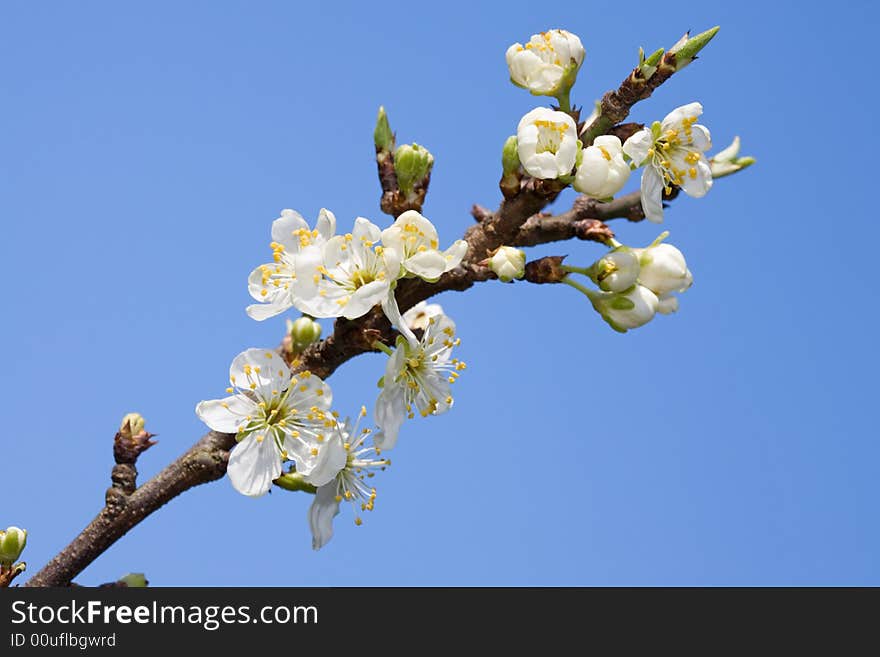 Blooming tree branch against clear blue sky. Blooming tree branch against clear blue sky.