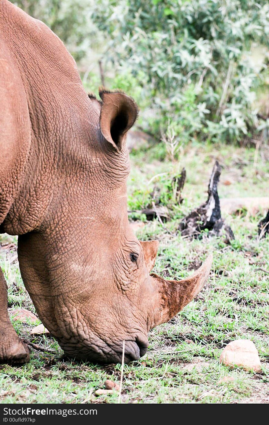 Rhino Portrait