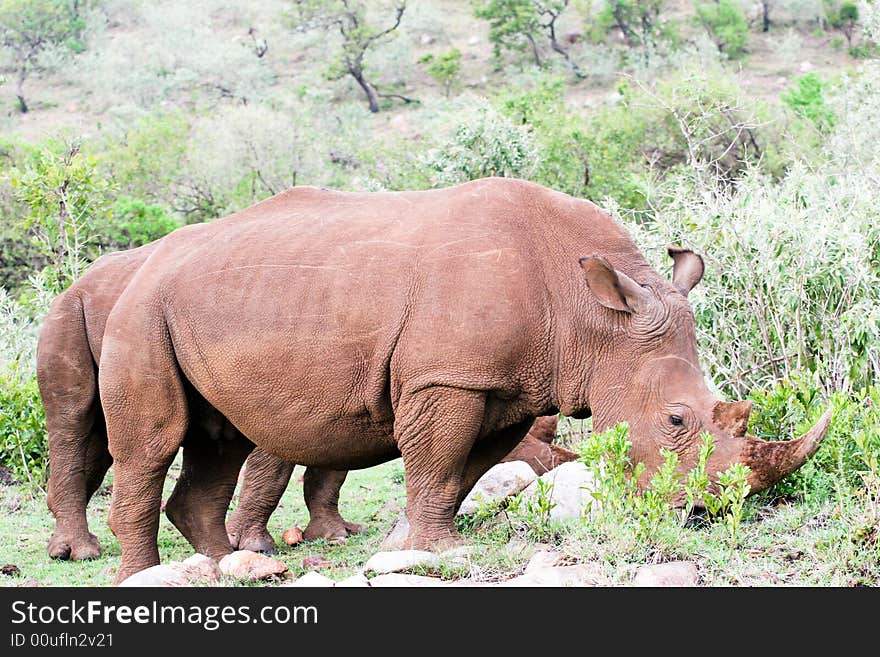 Rhino portrait