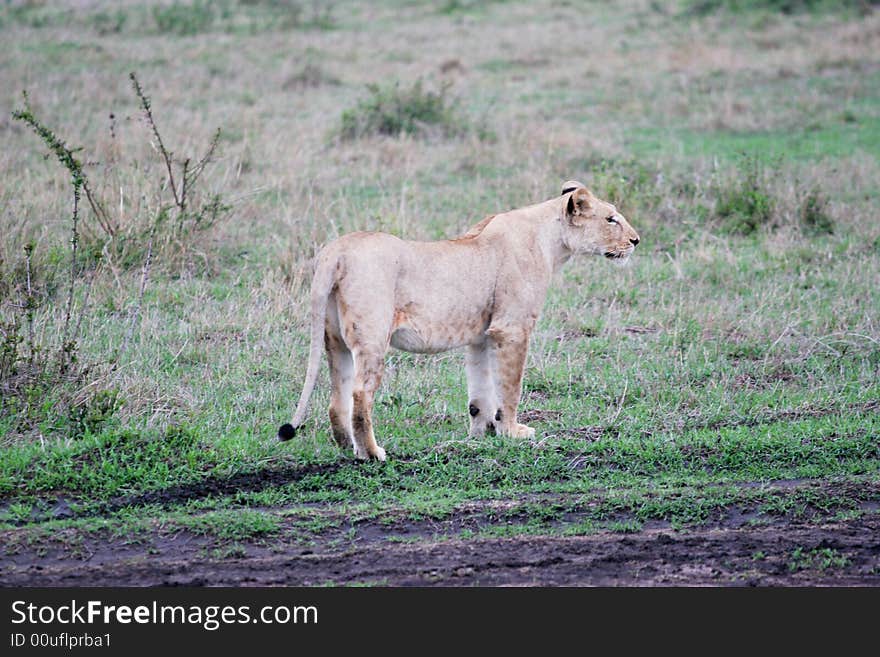 Lion hunting