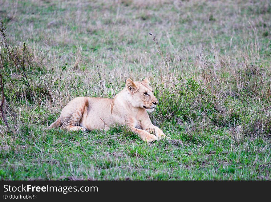 Lion hunting