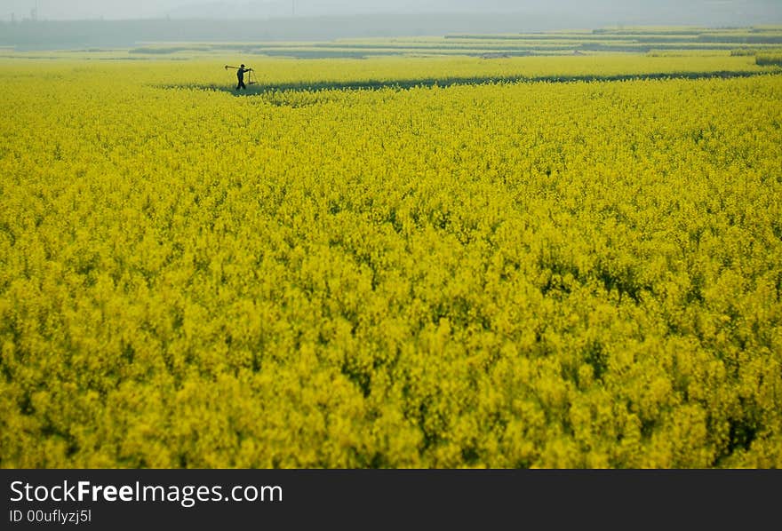 A chinese farmer is walking through his cole fields in an early spring morning, in South east China.