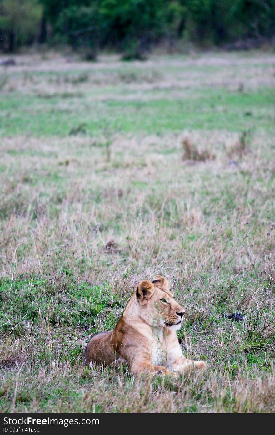 Lion hunting