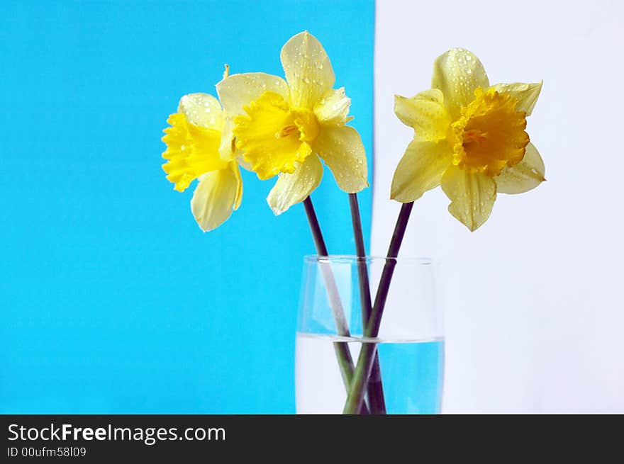 Wet yellow daffodils on blue and white background in glass. Wet yellow daffodils on blue and white background in glass