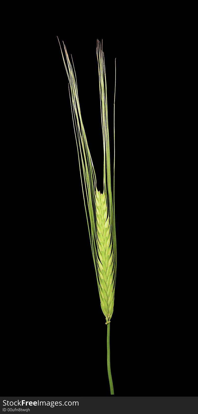 Green wheat