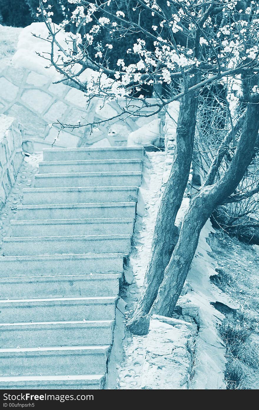 Step and blooming tree in black and white