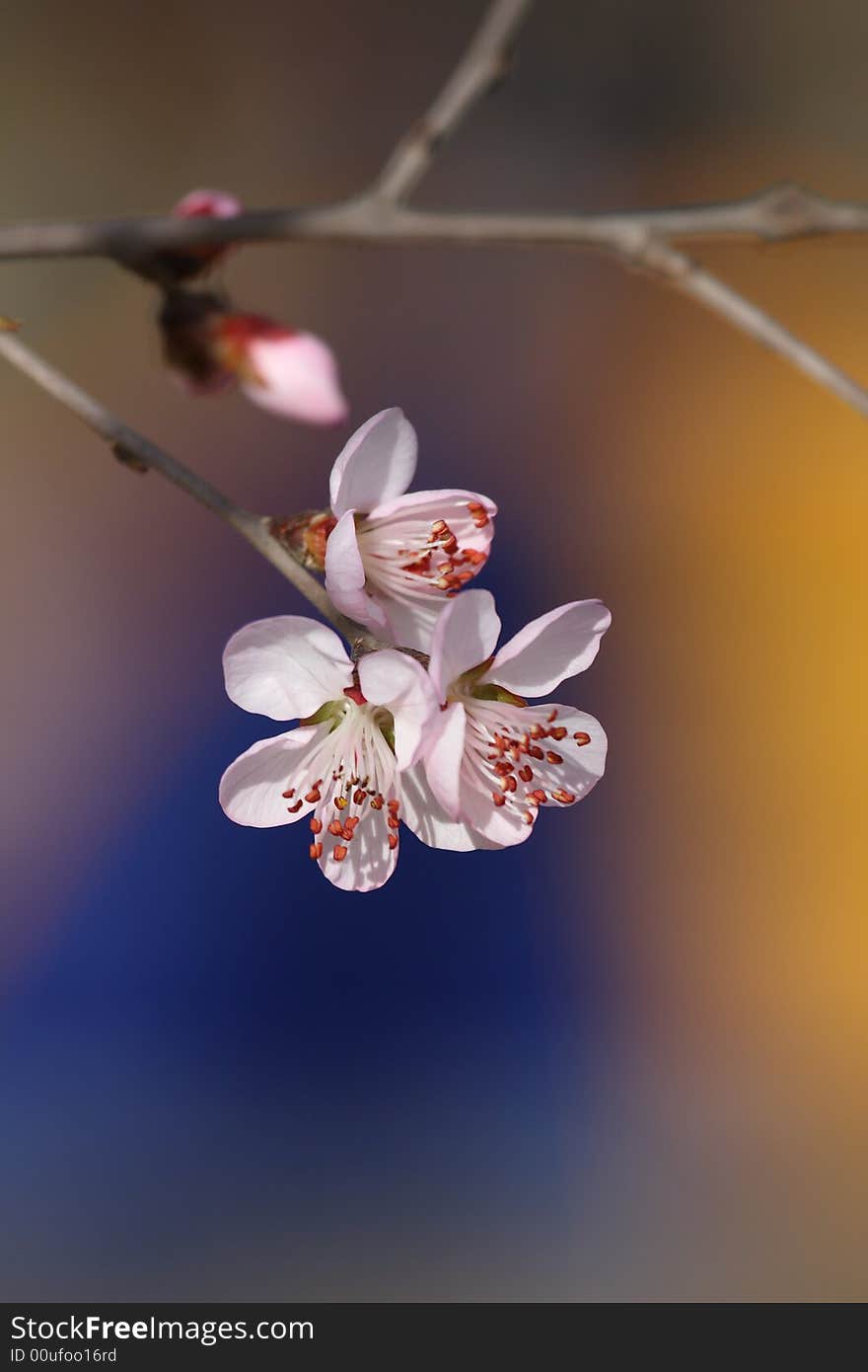 Peach trees in blossom