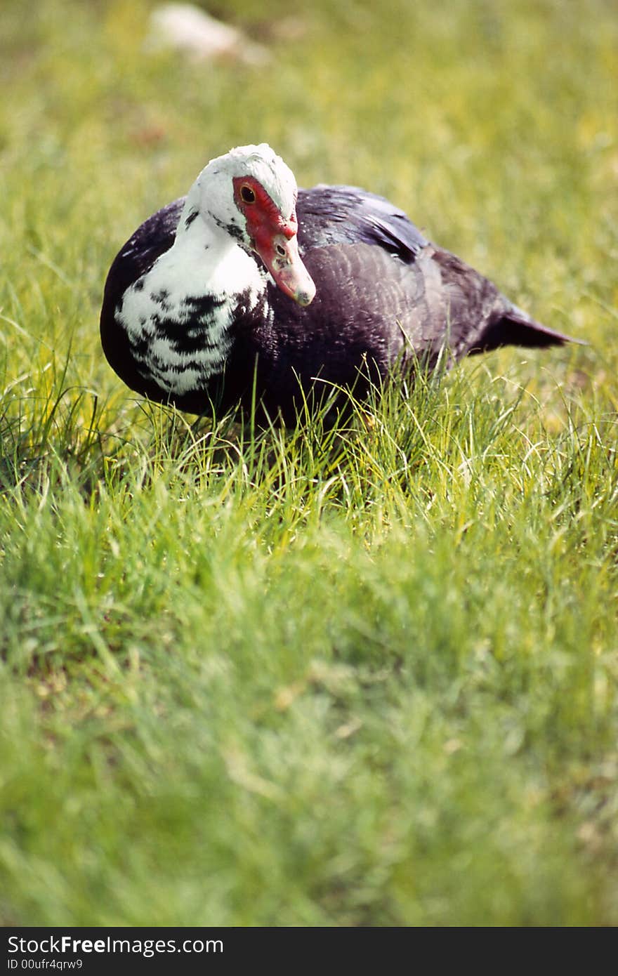 Duck on a green background