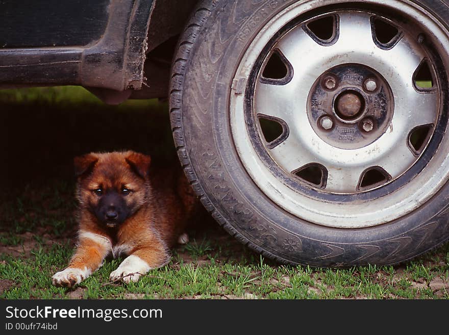 Puppy on a green background