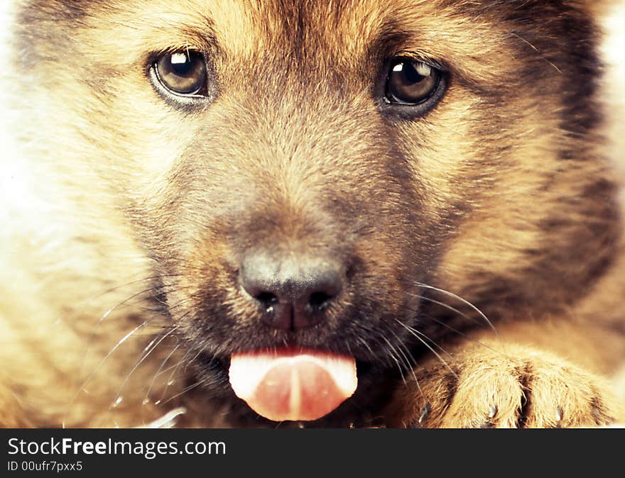 Puppy on a white background