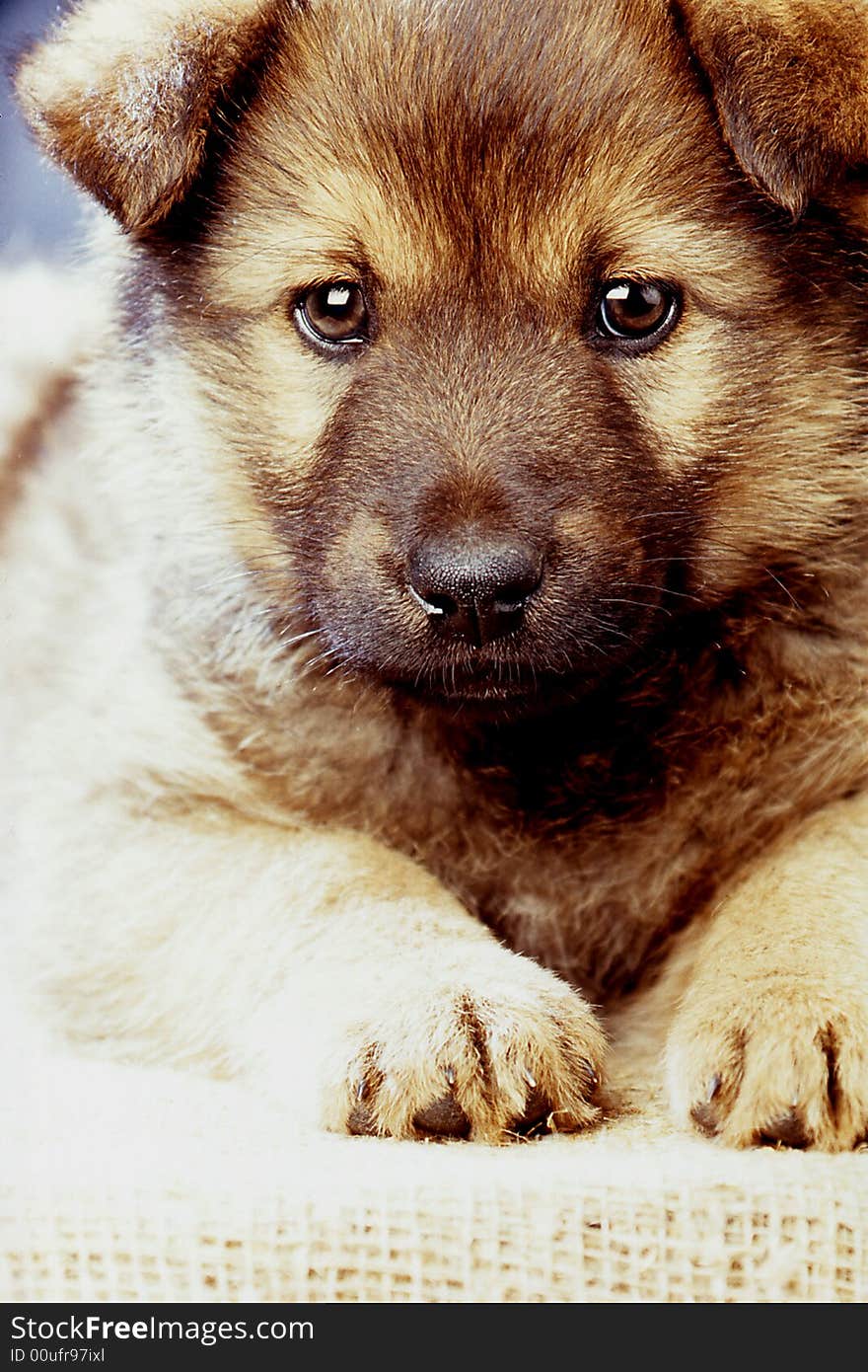 Puppy on a blue background