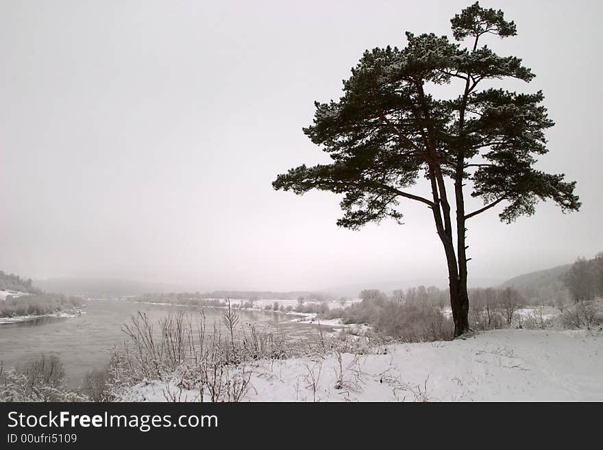 Single tree on a river bank in winter. Single tree on a river bank in winter