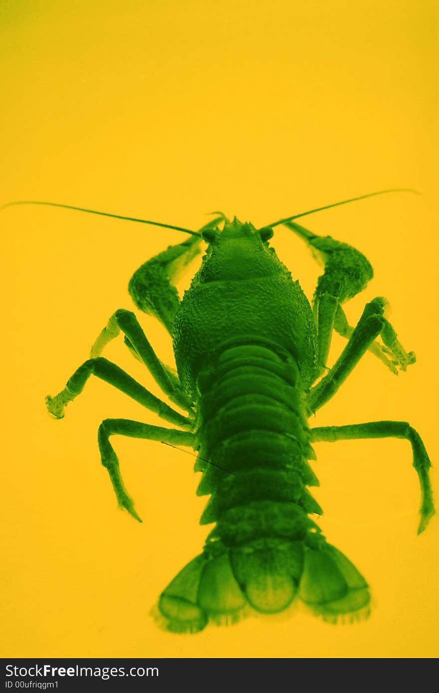 Crayfish  оn a yellow background