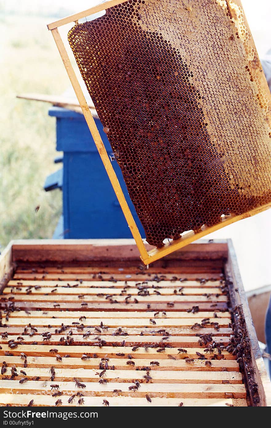 Bee on a blue background