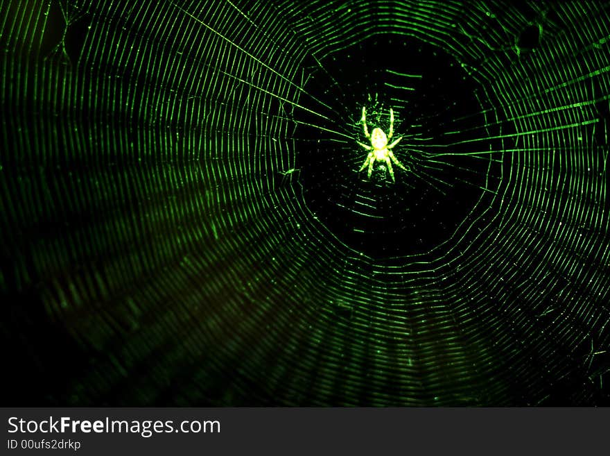 Spider on a black background