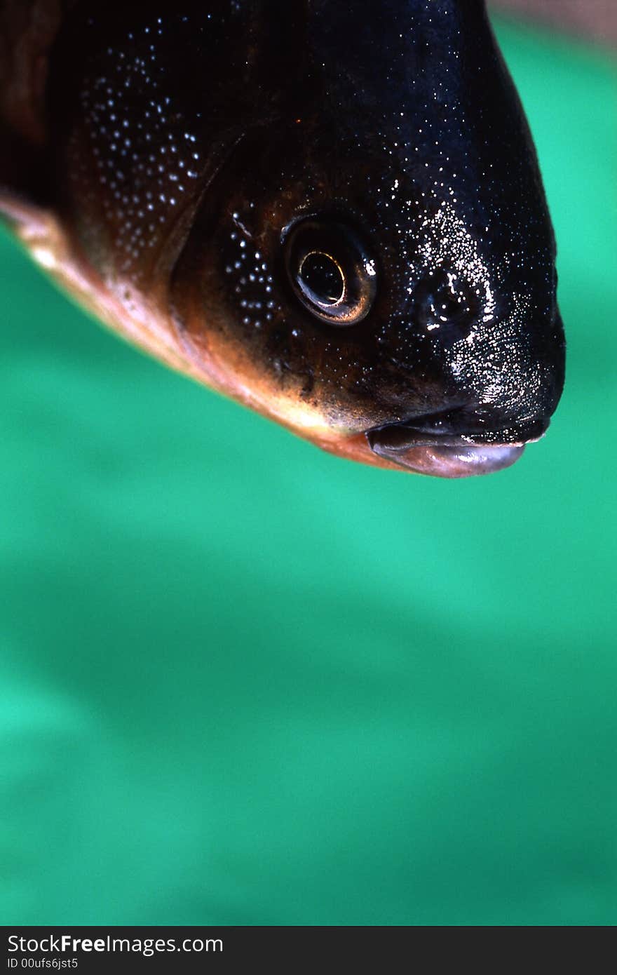 Fish on a green background