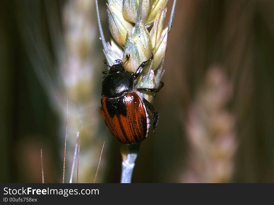 Bug оn a green background