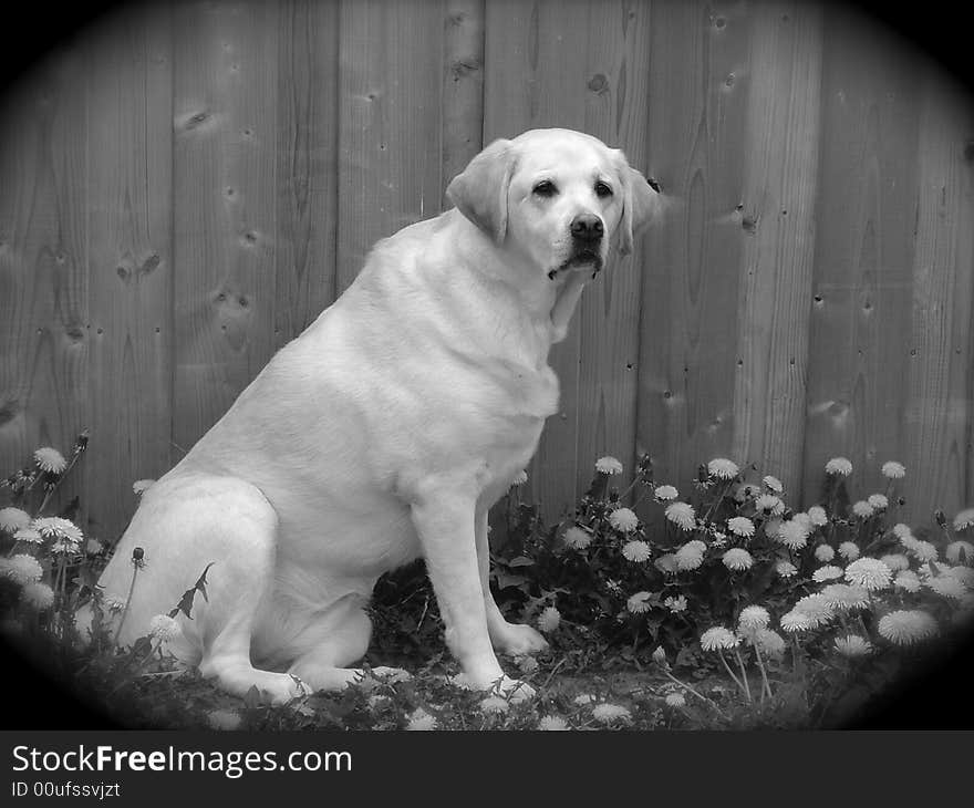 My yelow Lab sitting in the shade among the daisy. My yelow Lab sitting in the shade among the daisy