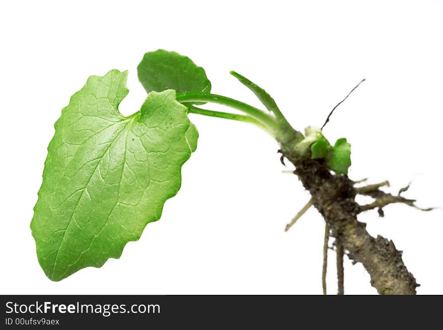 Spring plant isolated on white background