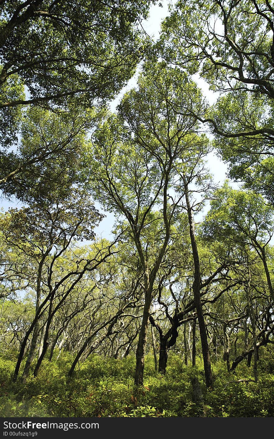 Talbot Trees