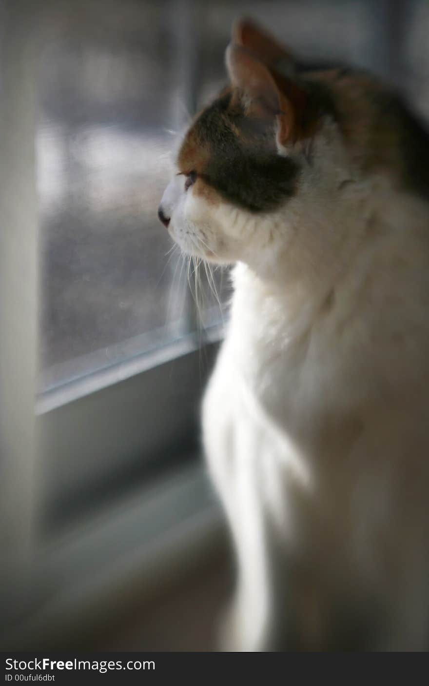 A cat looks out the window. Special focus. A cat looks out the window. Special focus